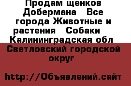 Продам щенков Добермана - Все города Животные и растения » Собаки   . Калининградская обл.,Светловский городской округ 